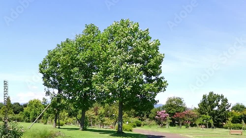 青空を背景に、木々の葉が静かに風にそよいでいる様子の動画素材
