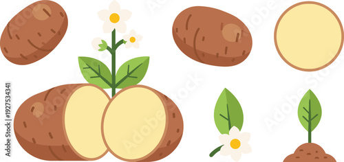 Potato Vector Illustration Set with Raw Whole and Sliced Potatoes Flowering Plant with Sprout and Cross Section Icons for Agriculture and Food Design