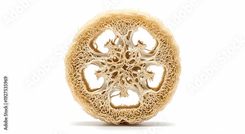 Loofah: An elegant cross-section of a natural loofah, displaying a beautiful symmetrical design, evoking a sense of organic textures and natural beauty.