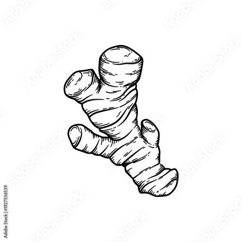 Fresh organic ginger root with rich aroma and spicy flavor. Widely used in cooking, herbal tea, and natural medicine for immunity, digestion, and wellness support.