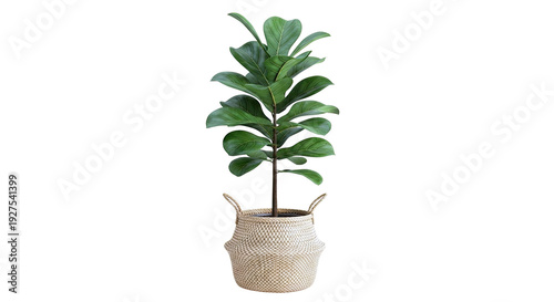 Fiddle Leaf Fig plant in woven basket