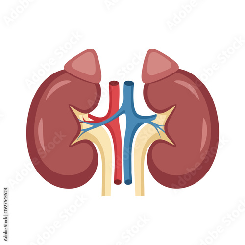 Anatomical Illustration of Human Kidneys and Urinary System