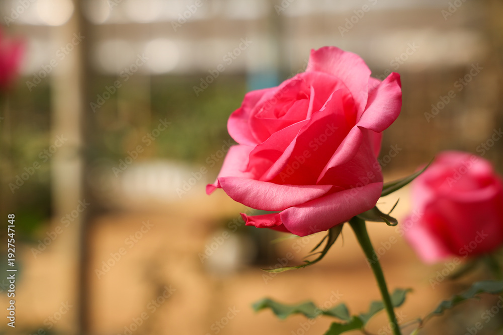 Fototapeta premium Large Blooming Rose with Rosebud, Natural Elegance and Beauty