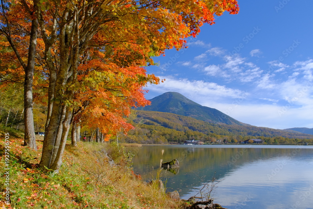 Fototapeta premium 女神湖の紅葉と蓼科山