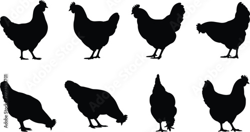 Chicken silhouette collection set, black hen and rooster farm poultry icons isolated on white background for agriculture design