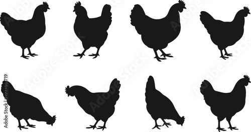 Chicken silhouette set, black hen farm poultry birds collection isolated on white background for agriculture and livestock design
