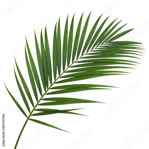 Green palm leaf frond with detailed veins isolated on transparent background png cutout