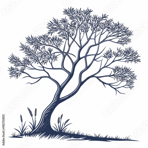 tamarisk saltcedar tree