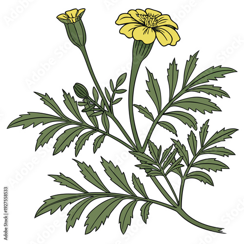 vector illsuattion of  tagetes minuta