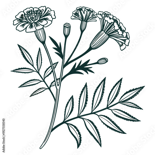 minimal vector tagetes minuta line art flower