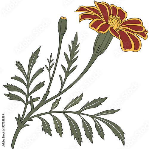 tagetes minuta flower ector