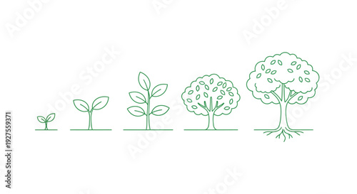 Illustration depicting the stages of tree growth from sprout to maturity