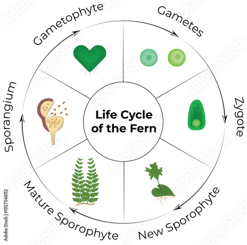 Fern Life Cycle Diagram Asexual and Sexual Reproduction Stages