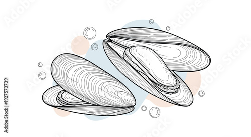 Detailed engraving of open mussels with air bubbles provides a classic marine illustration for culinary and nature designs.