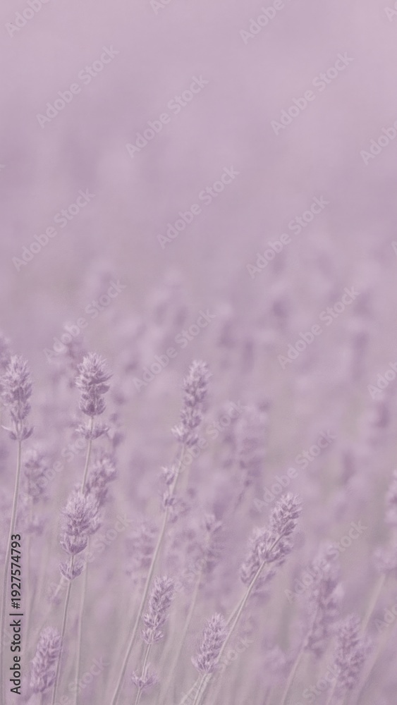 Fototapeta premium Lavender field dreamy wallpaper for mobile
