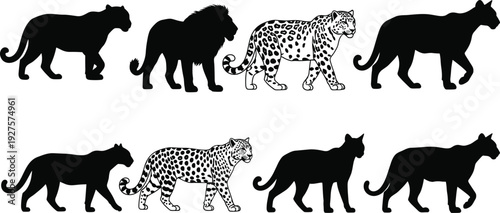 Black big cat silhouette vector set, walking lion and leopard illustrations, panther and cougar predator collection isolated on white background,