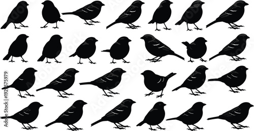 Black bird silhouette vector set, small songbird and sparrow garden avian collection, wildlife nature isolated on white background for design, bundle,