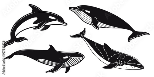 Illustration of five different types of dolphins and whales swimming. Vector