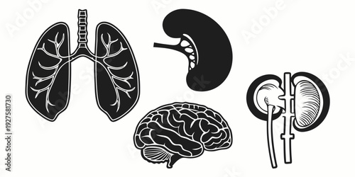 Illustration of the human body's vital organs including the lungs, kidneys, and brain Vector