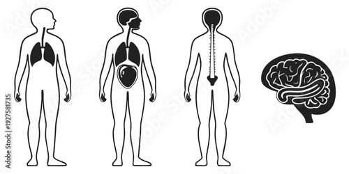 Illustration of human body systems highlighting lungs, heart, and brain Vector
