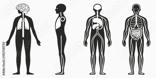 Evolution of human figures from ancient to modern times Vector
