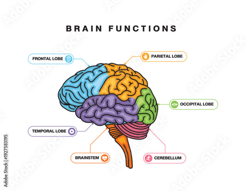 Human brain anatomy labeled as lobes, medical diagram, educational, simple isolated vector illustration.