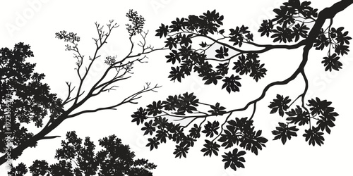 Intricate black and white illustration of a tree branch with delicate leaves Vector