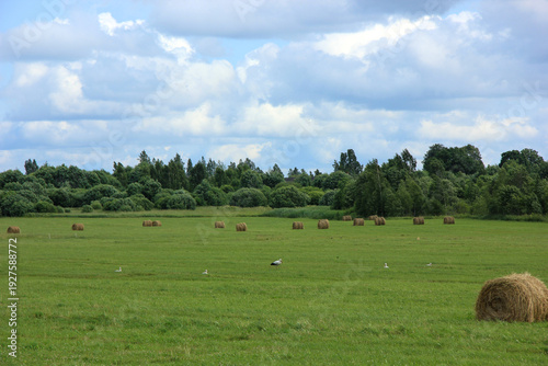 Green summer field with round hay bales scattered across the grass