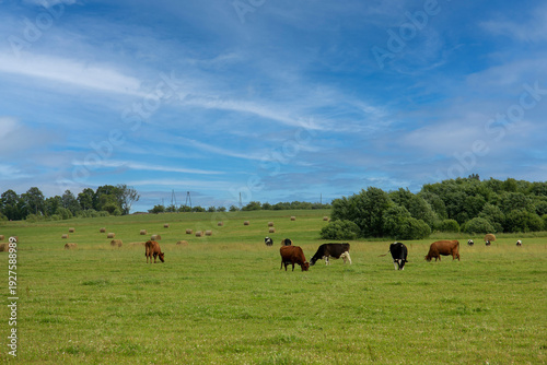 Cows grazing in a green pasture under a blue sky
