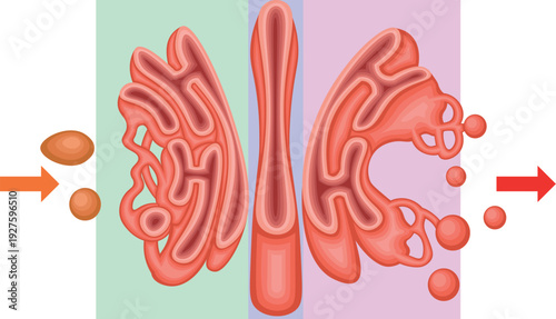 Golgi Apparatus Structure and Vesicular Transport Diagram