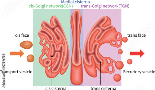 Golgi Apparatus Structure and Vesicular Transport Diagram English
