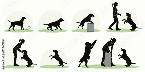 A sequence of images depicting the stages of a dog's growth from puppy to adult Vector