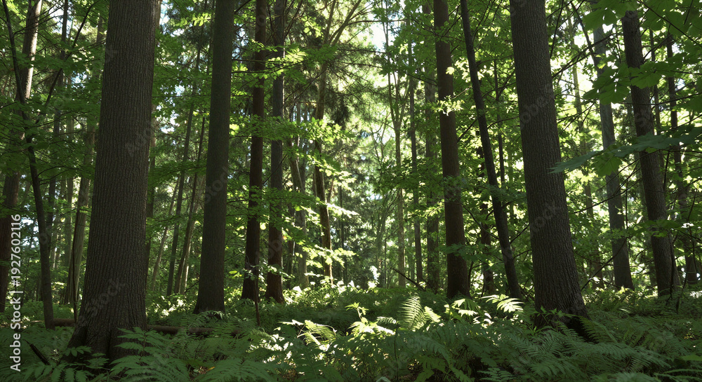 Obraz premium Sunlight filtering through tall green trees and ferns in a dense forest