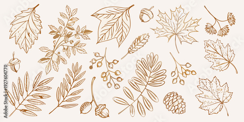 A collection of hand drawn autumn leaves acorns and botanical elements