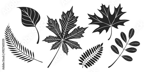 A collection of various types of leaves showcasing nature's diversity and beauty. Vector