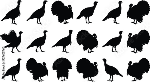 Collection of Wild and Domestic Turkey Silhouettes Featuring Various Poses Like Strutting Walking and Standing for Thanksgiving Holiday Designs Farm Animal Graphics and Vector Illustrations