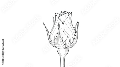 Close up detailed black and white illustration of a single rose bud with many layers of petals and sharp thorns on the stem.