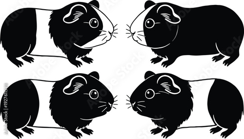 Black and white guinea pig illustrations showing diverse coat patterns, animal design vector for genetics study, pet artwork, biology education, and scientific reference illustration