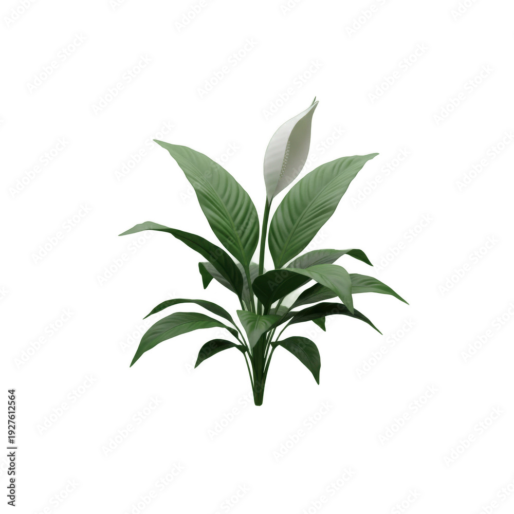 Fototapeta premium Lush Peace Lily Plant with Green Leaves and White Flower
