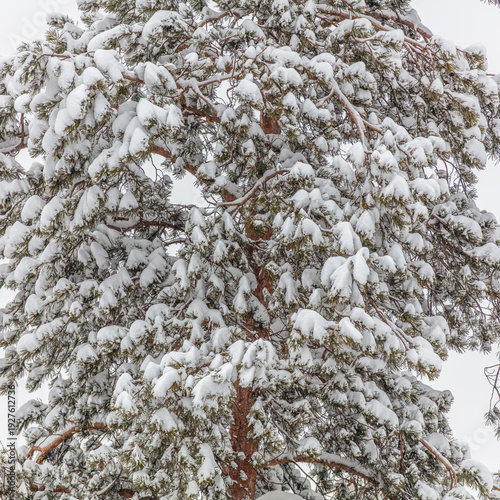 snow covered pine tree