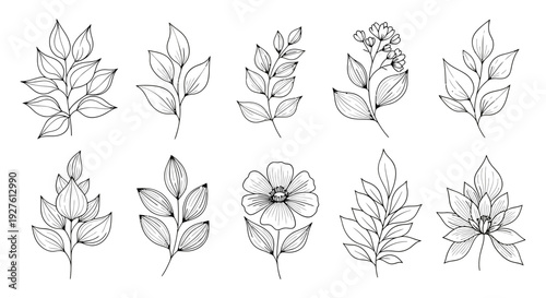Black and white illustration of various leaves and flowers arranged in a grid pattern from a direct viewpoint