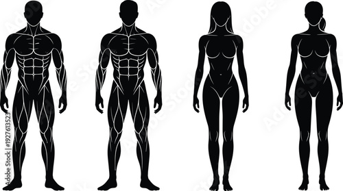 Male and female body anatomy vector silhouettes, front and back human figures with muscle outlines, fitness and medical illustration, black and white template set