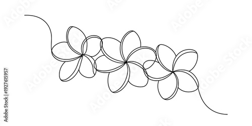 Continuous line drawing of three plumeria flowers in a horizontal row on a white background. Vector, illustration