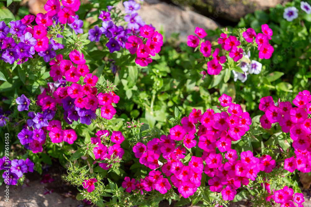Fototapeta premium Beautiful purple and pink geranium flowers bloom in a lush spring garden, showcasing vibrant floral petals and green leaves in a stunning display of nature's seasonal beauty