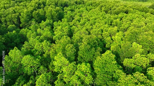 Drone aerial perspective capturing dense mangrove forest, highlighting its role in carbon sequestration, flood prevention, habitat preservation, and reducing climate change impact. Thailand.
