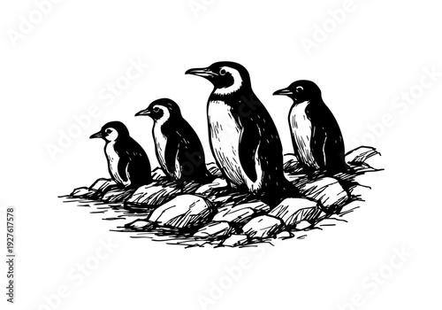 Penguin hand drawn simple ske...Penguin hand drawn simple sketch vector illustration