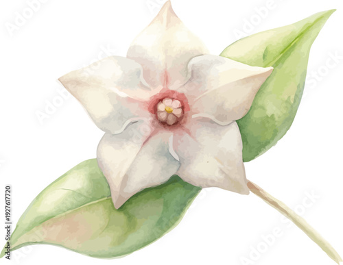 Watercolor Hoya Flower Illustration, Wax Vine Botanical Art, isolated on white background