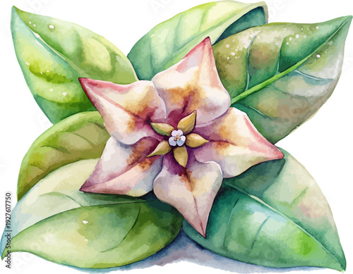 Watercolor Hoya Flower Illustration, Wax Vine Botanical Clipart Isolated on White Background