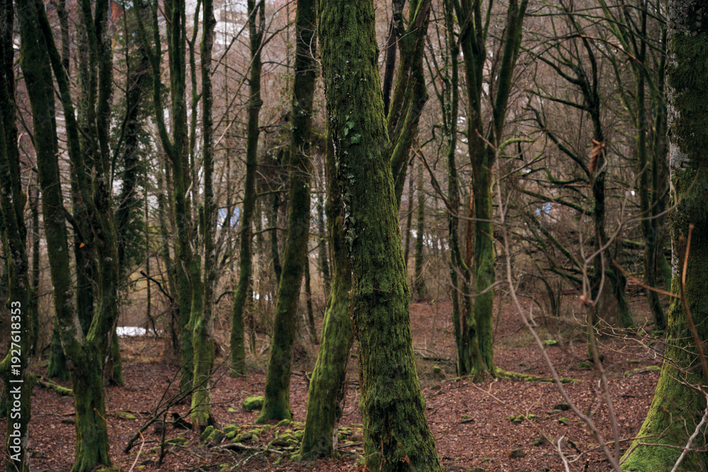 Obraz premium moss-covered trees. an old spring forest