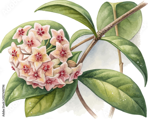 Watercolor Hoya Carnosa Flower Illustration, Tropical Wax Plant Botanical Clipart Isolated on White Background